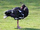 Spur-Winged Goose (WWT Slimbridge March 2011) - pic by Nigel Key